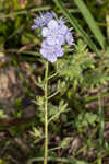 Prairie phacelia